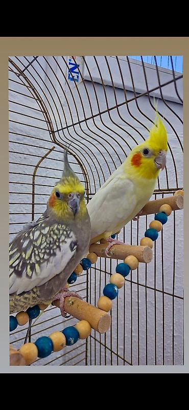 qus nomreleri: Nimfa (cockatiel) cütlüyü və qəfəs dəsti Məhsulun tərkibi: - 2 ədəd — 2