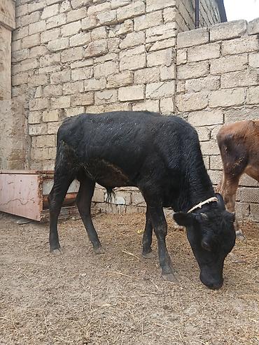 Коровы, быки: Saxlanmali erkek danalar 5 denedi qara ala 2200.qaralar biri — 3