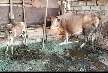 sud veren inek satilir: 🐄 Satılır – Yüksək Məhsuldar Südlük İnək ✅ Səhər və axşam birlikdə — 3
