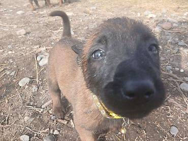 Продажа собак: Предлагаются к бронированию щенки Белгийской овчарки Малинуа.Щенков 9 — 16