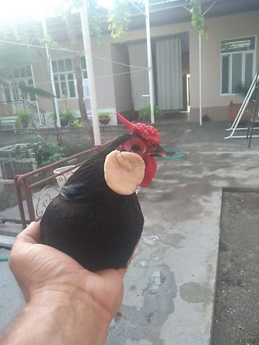 www.toyuq ve cuce yem qablari: Minorka Ağ Qulaq. 3 Ədəd. 1 Xoruz 2 Yumurtayan Fərəsi. Barter Yoxdur! — 2