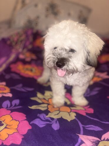 i̇tlər pitbul: Pudel, 8 ay, Erkek, Ünvandan götürmə