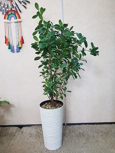 Монстеры: Продаются комнатные растения. Выращенные в домашних условиях и — 2