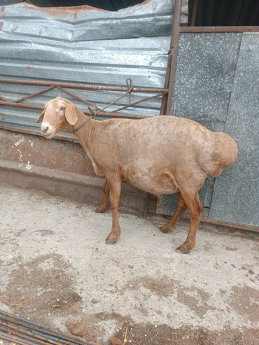 Бараны, овцы: Продаю | Овца (самка) | Гиссарская, Арашан | Для разведения | Матка