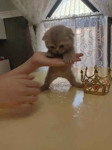 Pişiklər: Britan yastı qulaq — 6