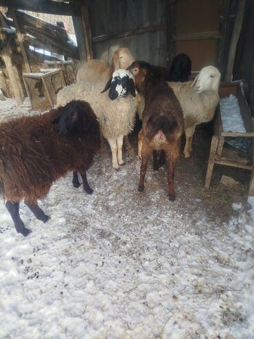 Баран, овца: Продаю | Ягненок | Полукровка | Для разведения | Матка — 1
