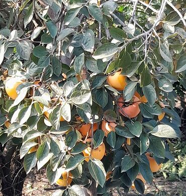 kətan parça satışı: Salam Xurma klaqram 1 az Mandalinde var klaqram 1.50 kübre verilmeyen