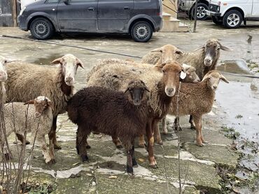 Qoyunlar, qoçlar: Salam Heyvanlar hamısı sağlam ağır boğazdılar ana baladılar satılırlar — 6