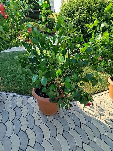 orxideya gulunun qiyməti: Saxsıda hibiskus (Çin gülü) dekorativ bitkisi. Bitki iri ölçülüdür və — 5