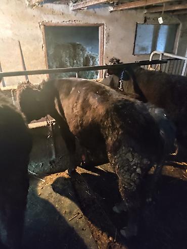 Коровы, быки: Продаю | Бык (самец) | На откорм | Привязанные — 8