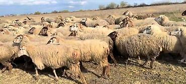 alpin tekesi: Dişi, il: 1, Damazlıq, Pulsuz çatdırılma — 3