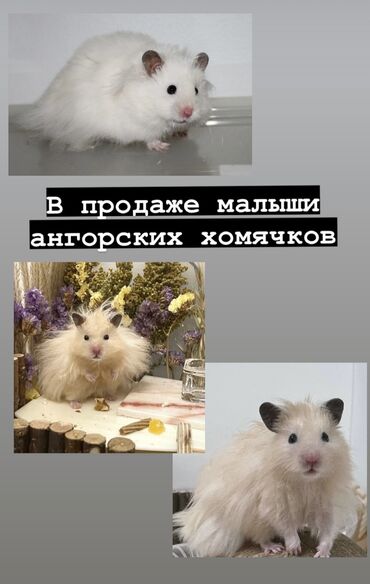 продаю кролов: Продаются хомячки сирийские, ангорские пушистые хомячки, джунгарские