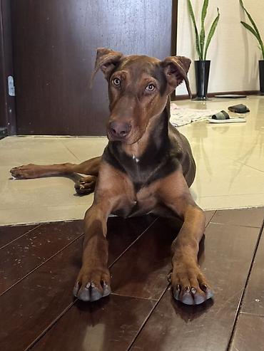 doberman itleri: Doberman, 5 ay, Erkək, Peyvəndli — 4