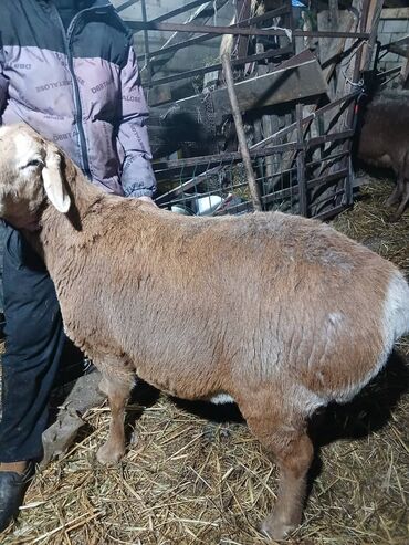 Бараны, овцы: Продаю | Овца (самка) | Для разведения | Матка — 1