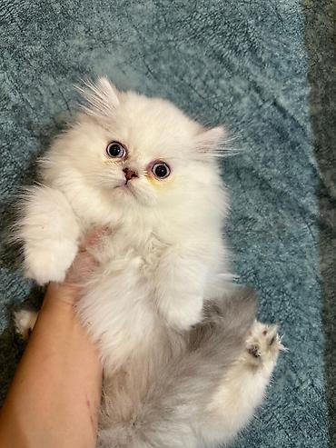 Pişiklər: Şotland yastı qulaq, Erkək, Dişi, Yaxşı əllərə, Ödənişli çatdırılma, Pulsuz çatdırılma, Ünvandan götürmə — 9