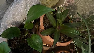 Otaq bitkiləri: Her cure guler var veregliyin baxin ancag xanimlara satiş olur Gencedi — 34