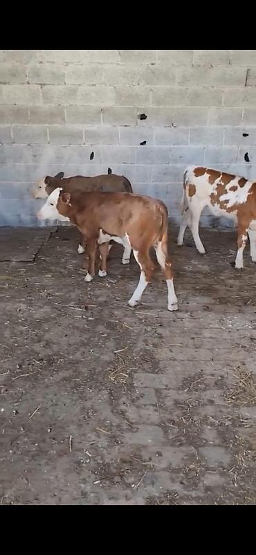 Dana, buzov: Satılır: 3 baş dana - Cins: qarışıq südlük-ətlik tip (qırmızı-ağ — 7