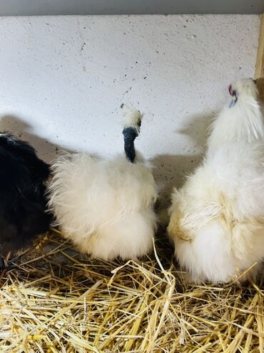 Toyuqlar: Toyuq, Damazlıq, Ünvandan götürmə — 7