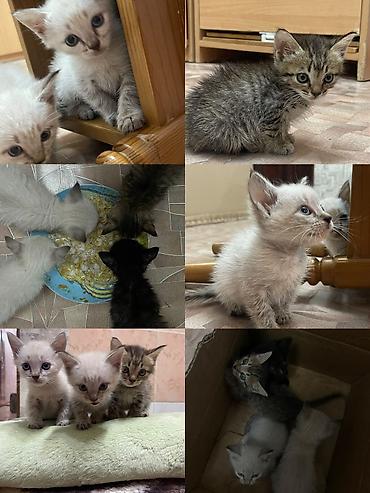 кошка токмок: Отдам в добрые руки.Котята, помёт разноокрашенный: - Окрас: несколько — 1