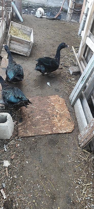 Другие с/х животные: Селезни самцы Мускусные утки (3 шт), черного окраса.1 штук 1700 с - — 7