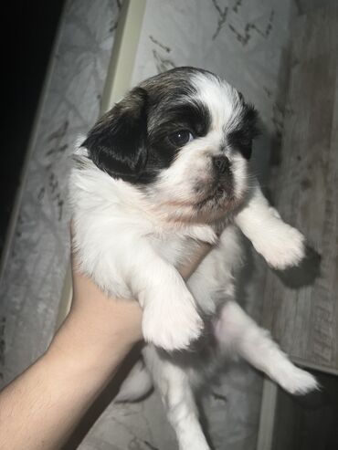 İtlər: Pekines, Dişi, Ünvandan götürmə — 4