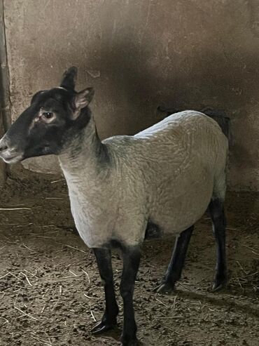 Бараны, овцы: Продаю | Овца (самка) | Романовская | На забой, Для разведения, Для шерсти | Матка