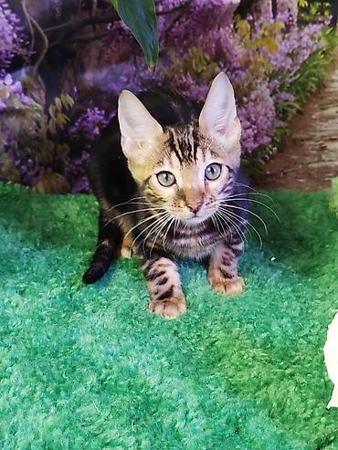 Продажа кошек: Бенгальская, 2 месяца, Мальчик, Черный, Приучена к лотку, Проглистована, С документами — 14