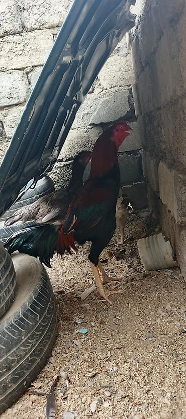 at satisi qiymetleri: Heyrati xoruz fereler satilir hamisi. satilir .fereler 35 manatda — 2