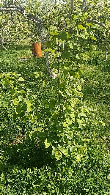 Продажа коттеджей и домов: Продается два участка. в одном есть времянка небольшая с погребом — 9