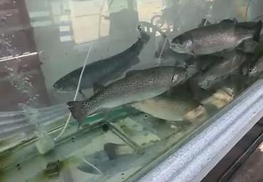 декоративная рыба: 🐟 НОВАЯ ПОСТАВКА ЖИВОЙ ФОРЕЛИ! 🐟 Свежая живая форель уже в наличии! — 1