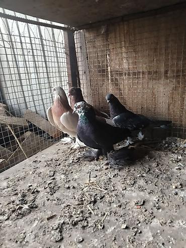 Другие с/х животные: Продам голуби🕊 срочно🆘 игра есть не болеют гарантием даю одна штука at lalafo.kg — 5 Другие с/х животные: Продам голуби🕊 срочно🆘 игра есть не болеют гарантием даю одна штука — 5