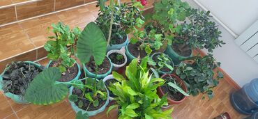 плодоносящие комнатные растения купить: Все растения 13 штук. вместе самовывозом. Новопокровка Береговая 16