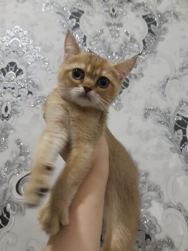 британская кошка рыжая: Британская короткошёрстная, 2 месяца, Мальчик, Золотая шиншилла, Приучена к лотку, Проглистована, С документами