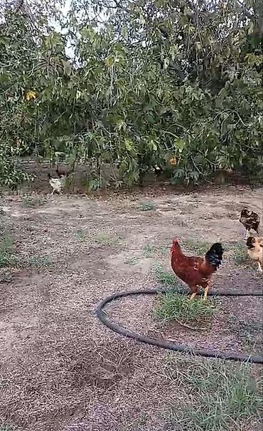 qus dami: Toyuq, Damazlıq, Ünvandan götürmə — 2