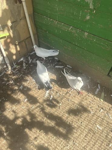 dekorativ quşlar: Optavoy 5 manatdan tek tek ferqlı qıymet ısdeyen elaqe saxlasn — 10