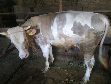 Коровы, быки: Продаю | Бык (самец) | На откорм, На забой, Для разведения — 10