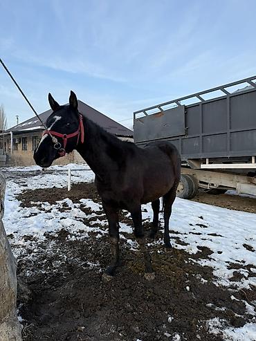Лошади, кони: Продаю | Жеребец, Жеребенок | Рабочий — 13