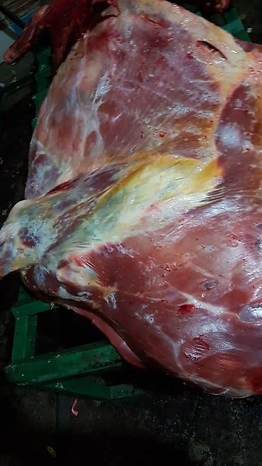 каракол животных: Колбасный цех : Коровы, быки, | На забой, на мясо — 3