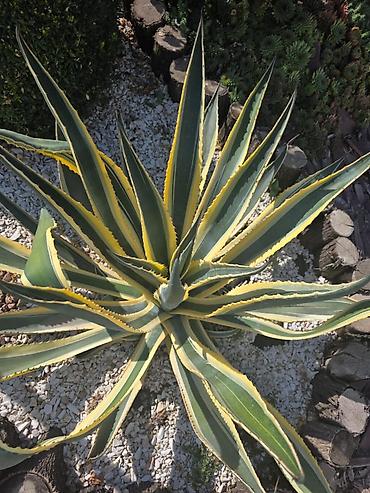 фитиль для свечи: Агава американская вариегатная (Agave americana ‘Variegata’) - — 4