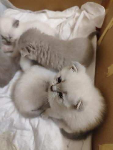 Pişiklər: Britan — 20