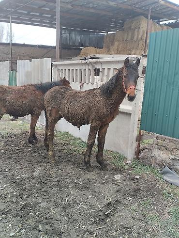 Лошади, кони: Продаю | Кобыла (самка) | Рабочий | Племенные — 10