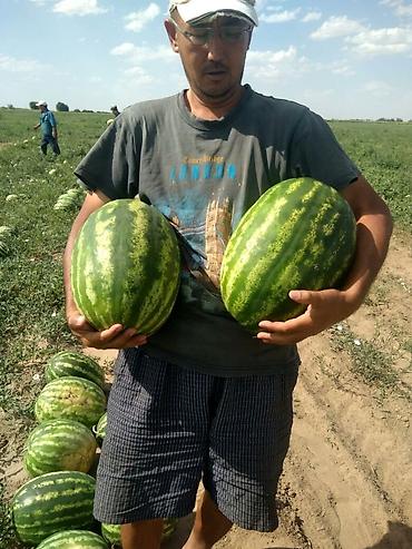 Удобрения и садовая химия: Удобрение Самовывоз — 12