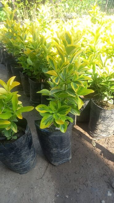 Şitillər: Bütün növ dekarativ ağacların və kol bitkiləri və meyvə ağacların -da lalafo.az — 9 Şitillər: Bütün növ dekarativ ağacların və kol bitkiləri və meyvə ağacların — 9