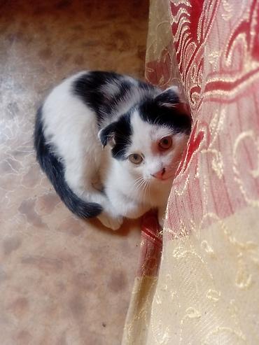 британская кошка бишкек: 2 месяца, Мальчик — 1