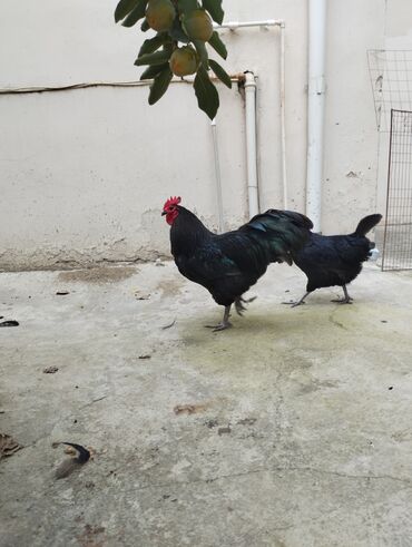 кошки в хорошие руки: Toyuq, Australorp, Damazlıq, Ünvandan götürmə