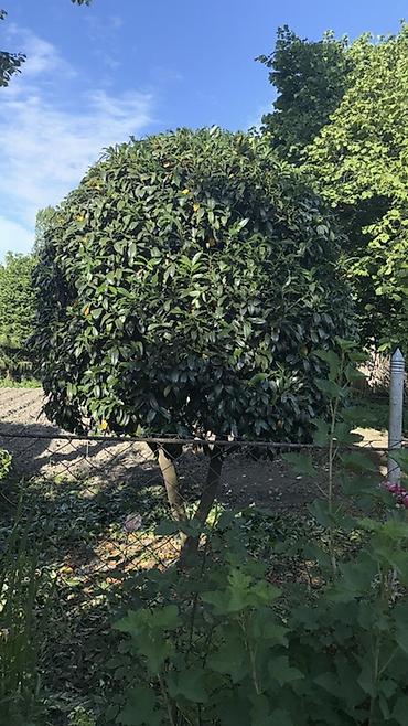 Деревья: Trachycarpus fortunei (yelpik formalı yarpaqlı xurma palmaları) – — 3
