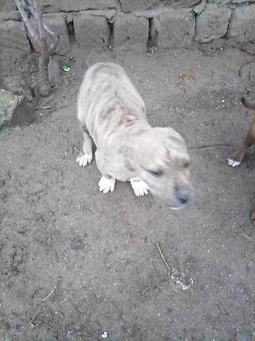 İtlər: Pitbul, 2 ay, Dişi — 12