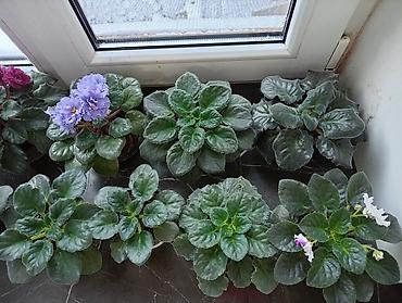 Фиалки и глоксинии: Продаю фиалки есть детки — 7