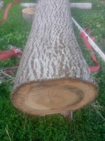 ореховый дерево: Бревно из твёрдой породы (примерно ясень/вяз по текстуре коры и цвету