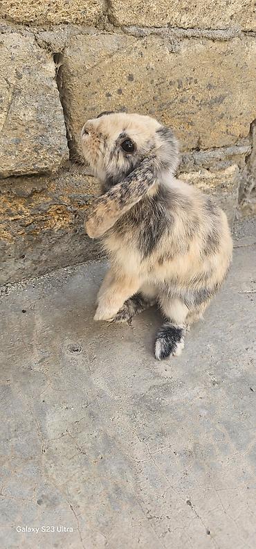 Кролики: Mini lop erkek cütğ hazırdı qiyməti 35 m ələ öyrəşib çox yaxşı — 2
